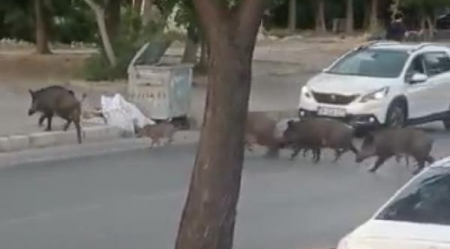 Bornova'da şehrin göbeğinde domuz sürüsüne otomobil çarptı