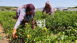 Bucalı üreticiler ilk hasadı yaptı