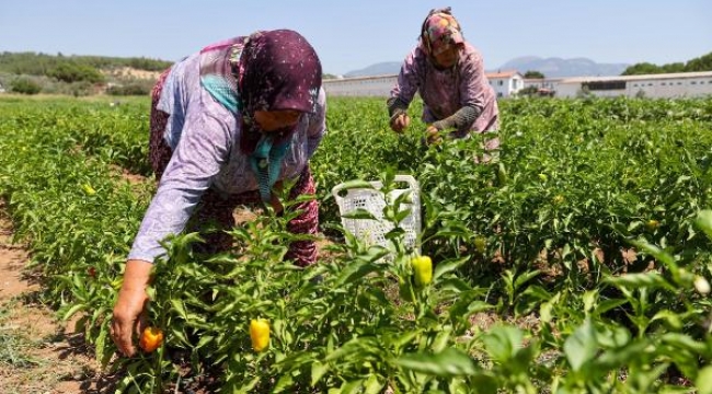 Bucalı üreticiler ilk hasadı yaptı