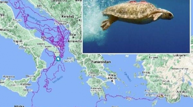 Caretta caretta 'Tuba' 17 bin 500 kilometre katetti