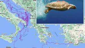 Caretta caretta 'Tuba' 17 bin 500 kilometre katetti