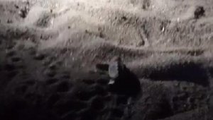 Caretta caretta yavrusunun yuvadan çıkma anı