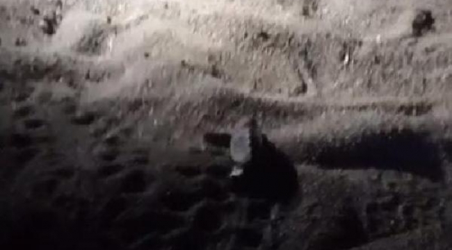 Caretta caretta yavrusunun yuvadan çıkma anı