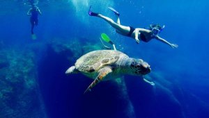 Caretta carettalara dokunmayın uyarısı