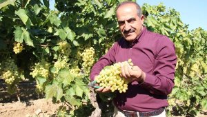 Çekirdeksiz sultani taze üzüm ihracatından hedef 200 milyon dolar