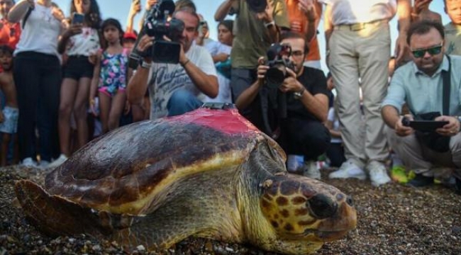 Deniz kaplumbağası Lara, 1 ayda 485 kilometre yol katetti
