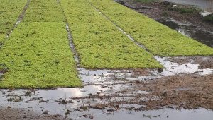 Dolu yağışı, tarım ürünlerine zarar verdi