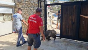 Evin bahçesine giren yaralı domuz tedavi altına alındı