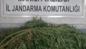 Evinin bahçesini kenevir tarlasına çevirmiş