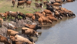 Fiyatladı aşağı çekme planı! Sığır ithal ve koyun ihraç kararı
