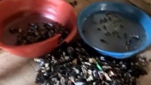 İzmir merdiven altında üretilen midyelere el kondu