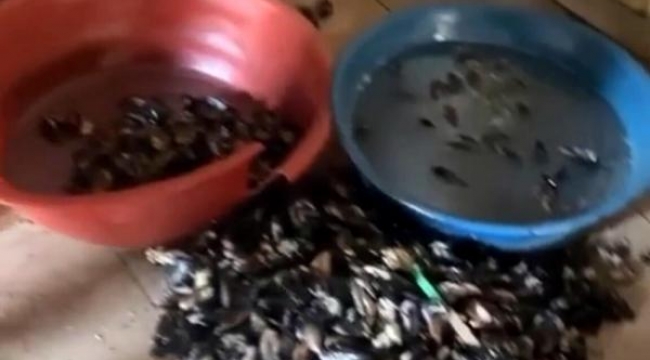 İzmir merdiven altında üretilen midyelere el kondu