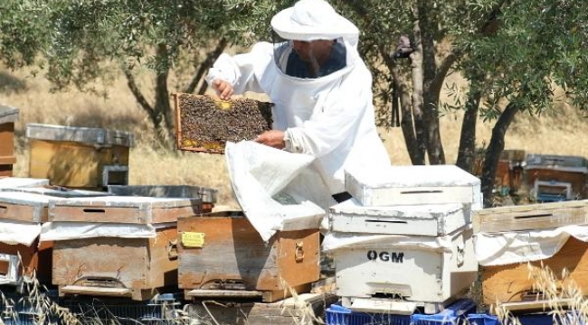 İzmirli arıcı destek kredisiyle 30 kovanla başladı, 170 kovana ulaştı