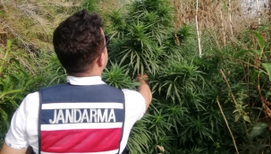 Jandarma uyuşturucu satıcılarına göz açtırmıyor