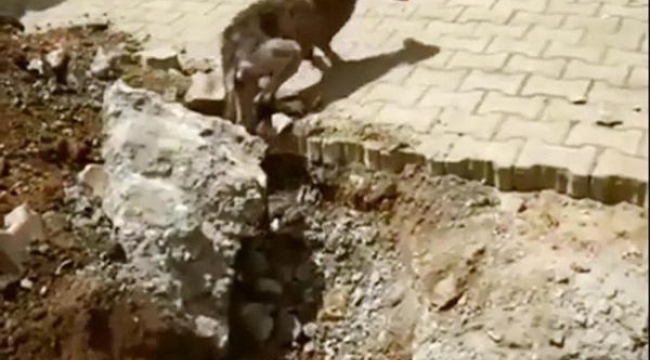 Kanalizasyon borusuna sıkışan köpeği itfaiye kurtardı