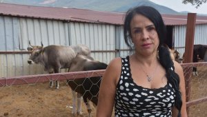 Kurban Bayramı firarisi inek, yeni yuvasında