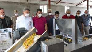 Kuru meyve ihracatının yüzde 75'i Ege'den