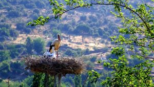 'Leyleklere yeni yuva' projesi ADM Elektrik şirketine uluslararası ödül getirdi