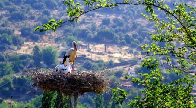 'Leyleklere yeni yuva' projesi ADM Elektrik şirketine uluslararası ödül getirdi