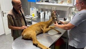 Manisa'da karayolunda yaralı olarak bulunan karaca tedaviye alındı