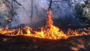 Manisa'da orman yangını