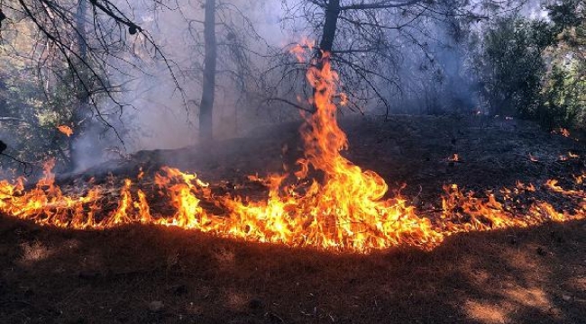 Manisa'da orman yangını