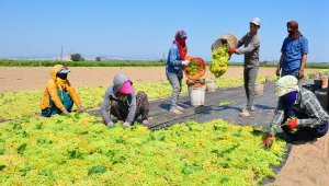 Manisalı üzüm üreticisinin gözü, Cumhurbaşkanı'nda
