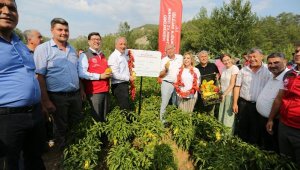 Muğla'da ata tohumundan hasat coşkusu