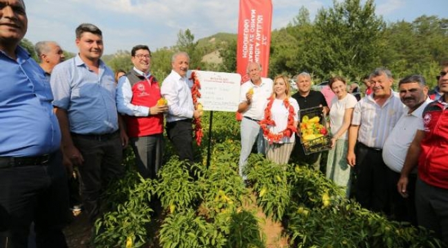 Muğla'da ata tohumundan hasat coşkusu