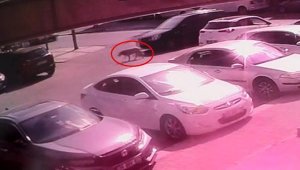 Otomobilin altında kalan köpek kurtarılamadı