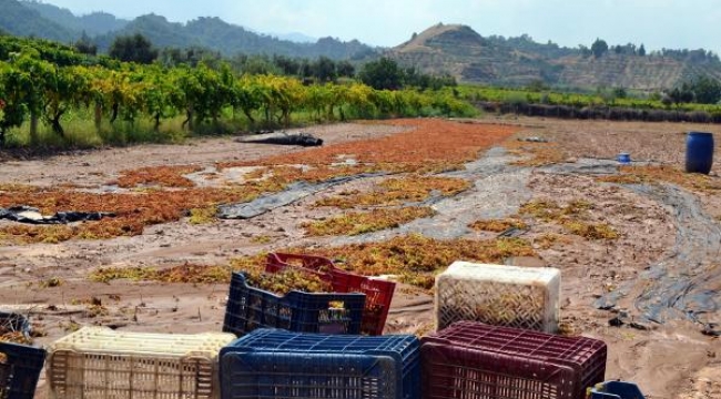 Salihli'de tonlarca üzüm sel sularına kapıldı