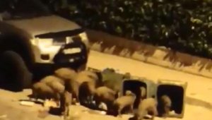 Şehre inen domuz sürüsü kamerada