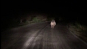 Sivas'ta iki arkadaş, önlerine çıkan ayıyı araçla kovaladı