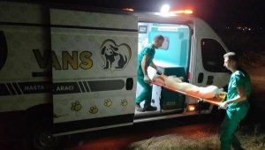 Sokak hayvanları için VETBÜS ve VETBÜLANS 7 gün 24 saat görevde