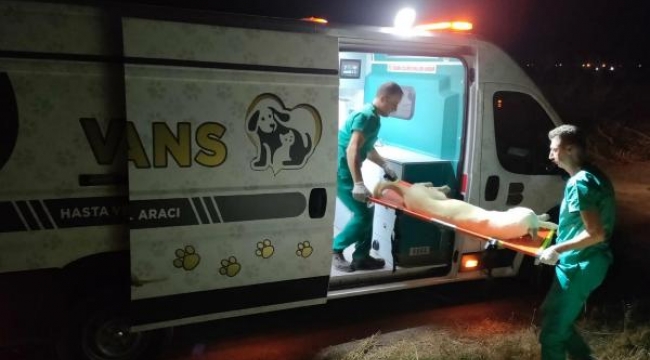 Sokak hayvanları için VETBÜS ve VETBÜLANS 7 gün 24 saat görevde