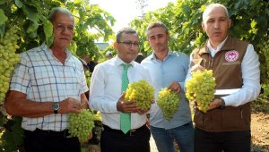 Sultaniye üzümde ihracat başladı, ilk TIR'lar yola çıktı