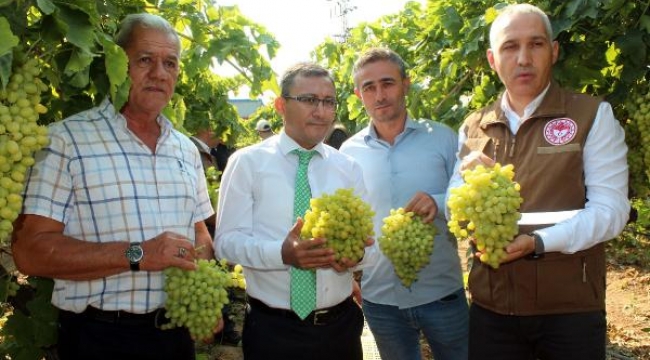 Sultaniye üzümde ihracat başladı, ilk TIR'lar yola çıktı