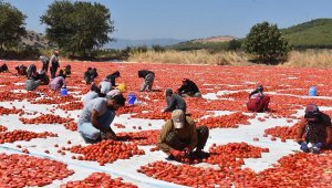 Torbalı'dan ABD ve Avrupa'ya kurutulmuş domates ihracatı