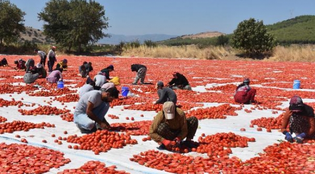 Torbalı'dan ABD ve Avrupa'ya kurutulmuş domates ihracatı