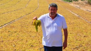 Üzüm fiyatı, üreticiyi sevindirdi