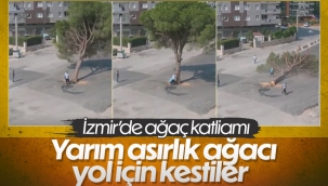 Yarım asırlık ağacı böyle kestiler! Büyük tepki