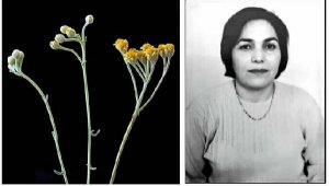 Yeni endemik bitkiye adı verildi: Alimeana