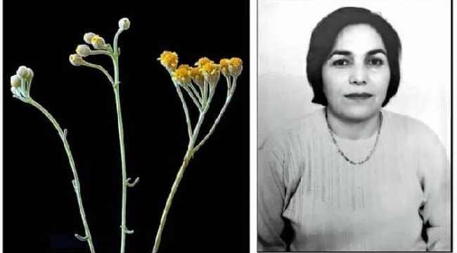 Yeni endemik bitkiye adı verildi: Alimeana