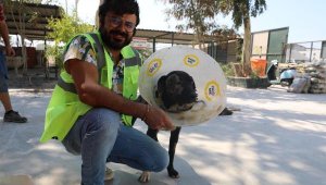 Yüz nakli yapılan 'Maylo' yeni yuvasını arıyor