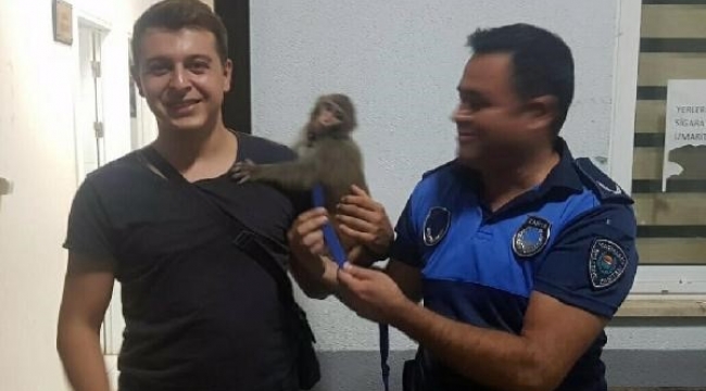 Zabıta maymun Rocco'yu kurtardı