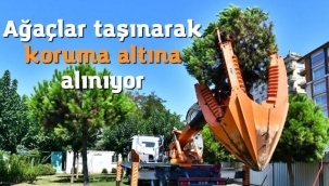 Ağaçlar taşınarak koruma altına alınıyor