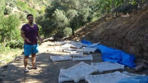 Aydın'da incir kavgası: 8 kişi hastanelik oldu