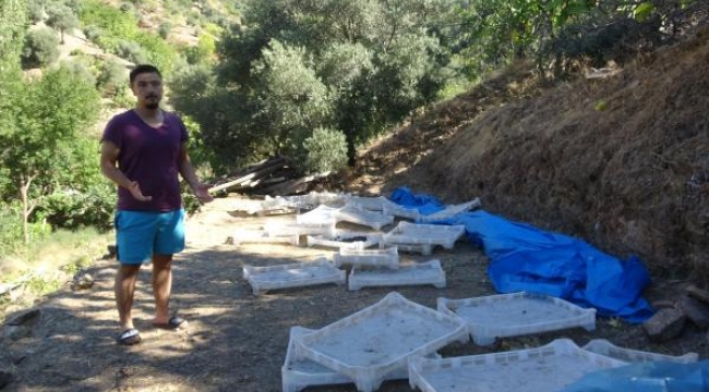 Aydın'da incir kavgası: 8 kişi hastanelik oldu