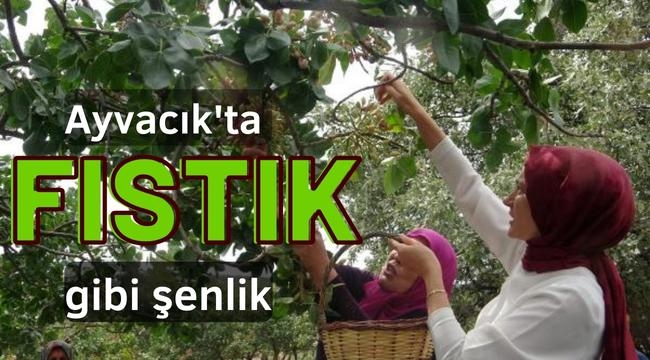 Ayvacık'ta Antep fıstığı hasat şenliği