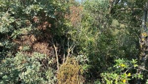 Ayvacık'ta ormanlık alanda kenevir ve kubar esrar ele geçirildi